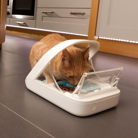 These products will help you solve everyday and not-so-everyday struggles. Cat Food Station, Fat Dogs, Automatic Cat Feeder, Cat Feeder, Feeding Station, Pet Feeder, Cat Feeding, Dog Eating, Croquettes