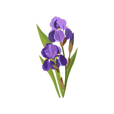 Vector iris hand drawn realistic illustr... | Premium Vector #Freepik #vector #iris-flower #iris #flower-painting #floral-art Vintage Paper Textures, Realistic Illustration, Flower Costume, Artistic Painting, Logo Design Set, Family Stock Photo, Flat Vector Illustration, Lifestyle Illustration, Iris Flowers