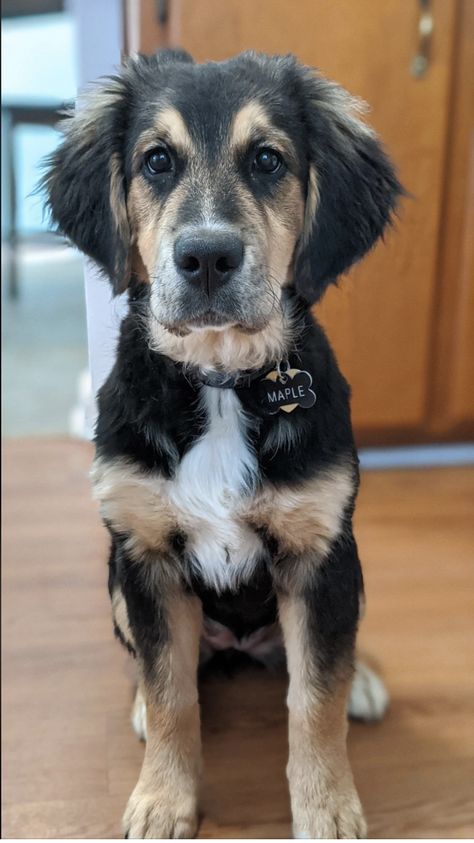 Bernese Mountain Dog Golden Retriever, Golden Mountain Dog, Low Shedding Dogs, Bernese Mountain Dog Mix, Mixed Breed Puppies, Dog Golden Retriever, Golden Mountain, Dog Mixes, Dog Shedding