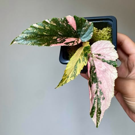 Highly Variegated Begonia Ginny Galaxy Begonia Ginny Galaxy, Rare Begonia, Plant Pic, Indoor Plants Names, Plant Boutique, Begonia Leaf, Pink Plants, Terrarium Plant, Plant Wishlist