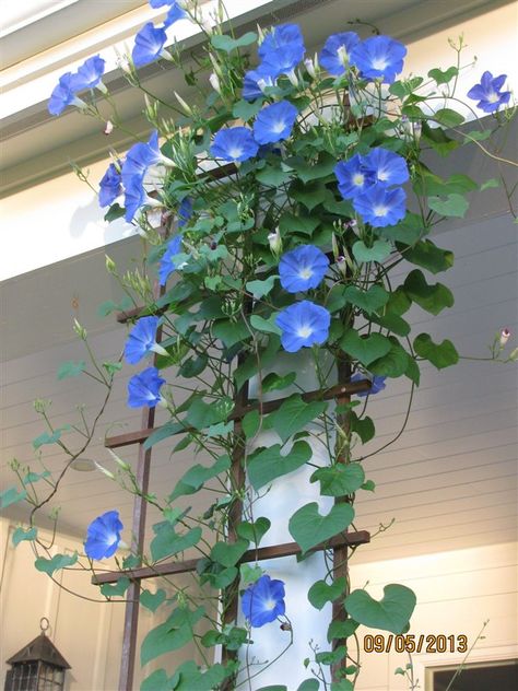 Amazing Balcony Ivy Ideas - Unique Balcony & Garden Decoration and Easy DIY Ideas Morning Glory Flowers, نباتات منزلية, Garden Vines, Morning Glories, Cottage Garden Design, Climbing Vines, Perfect Garden, Garden Trellis, Climbing Plants