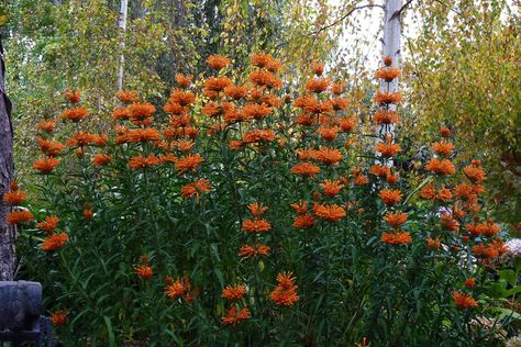 Lion's Tail Leonotis Leonurus, Lions Tail, Living Garden, Kidney Stone, Sun Garden, Planting Shrubs, Easy Care Plants, Cut Flower Garden, Unique Gardens