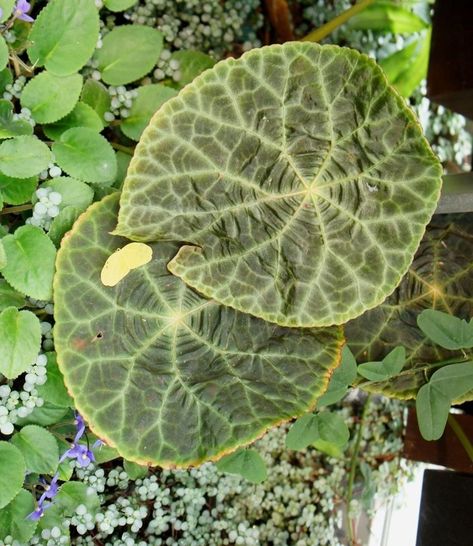 Begonia goegoensis Begonia Goegoensis, Plants