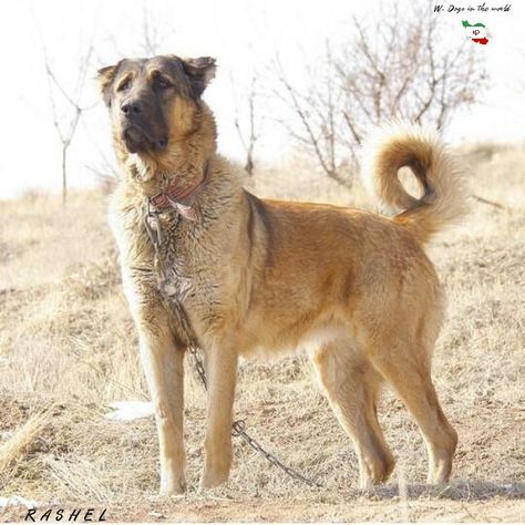 RASHEL FROM IRAN Sarabi Dog, Maremma Sheepdog, Guardian Dog, Livestock Guardian Dog, Livestock Guardian, American Akita, Wolf Dog, 7th Grade, Border Collie