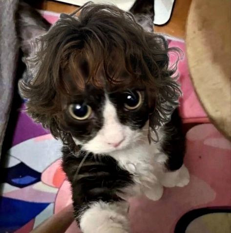 Cat With Curly Hair, Cat Hairstyle, Pulling Hair Out, Cat Haircut, Mod Cut, Discord Stickers, Curly Cat, Spikey Hair, Hair Meme