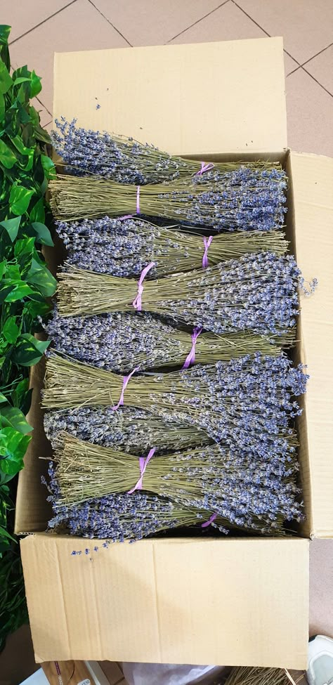 Dried lavender bundles OWN  harvest 2024,  100 % natural product of high quality. Grade  A  hand-picked, naturally dried, retaining the original beauty of the flowers. 💜One Lavender bunch is between 200-250 stems, each weighing 40-60 grams and 30cm-35cm long. Is 100% natural product of high quality. grade A Used in a variety of decorative arrangements, as well as can be used in the kitchen. 💜Ideal for Wedding decoration and Bouquet - lavender bouquets smell amazing and have a great purple colo Lavender Wedding Decorations, Lavender Centerpieces, Lavender Wedding Bouquet, Lavender Wedding Theme, Lavender Shampoo, Lavender Crafts, Lavender Decor, Lavender Lotion, Home Wedding Decor