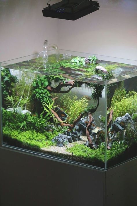 Underwater Garden, Tanaman Air, Taman Air, Fish Tank Terrarium, Cool Fish Tanks, Diy Fish Tank, Aquascape Design, Fish Tank Design, Bawah Air