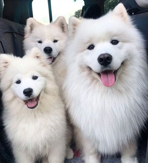 Top 15 Most Expensive Dog Breeds In The World Most Expensive Dog, Dog Tumblr, Expensive Dogs, Samoyed Puppy, Samoyed Dogs, Dog Photograph, Fluffy Dogs, On The Road Again, Cute Dogs And Puppies