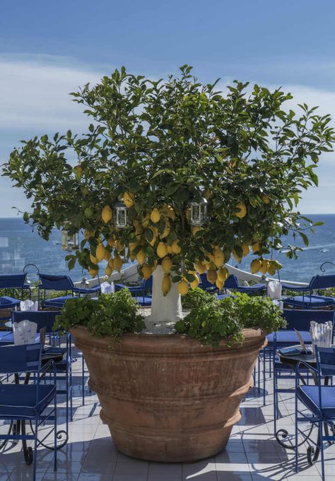 Mediterranean Citrus Garden, Citrus Plants In Pots, Fruit Trees In Pots Container Gardening, Lemon Tree In Pot Patio, Palm Tree Small Garden, Patio Fruit Trees In Pots, Lemon Tree Garden Landscapes, Potted Citrus Trees, Citrus Trees Landscape