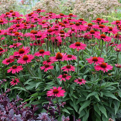 Plant Varieties, Winter Survival, Meadow Garden, Backyard Flowers, Sun Perennials, Red Blossoms, Farmhouse Front, Plant Spacing, Flower Gardens