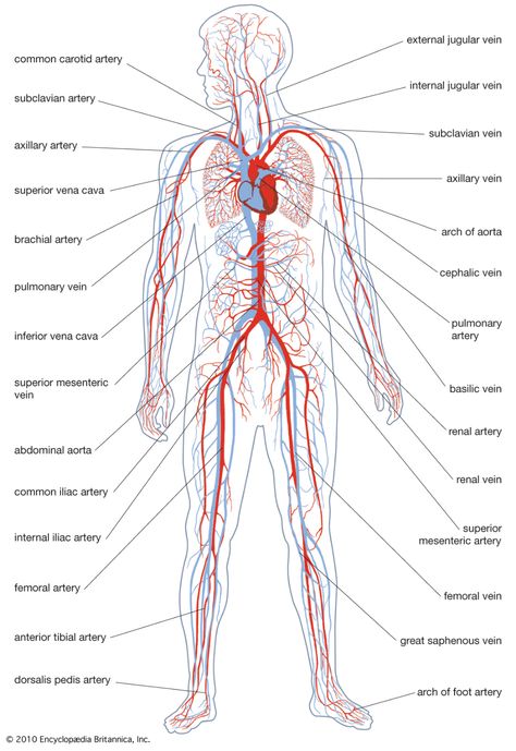 Circulatory System Function, Human Circulatory System, Body Diagram, Arteries And Veins, Human Pictures, Human Body Systems, Human Anatomy And Physiology, Diagram Design, System Model