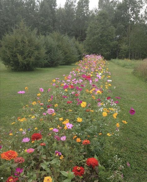 Wild Flower Meadow, Cut Flower Garden, Have Inspiration, Wildflower Garden, Pollinator Garden, Front Garden, Outdoor Plants, Dream Garden, Garden Planning