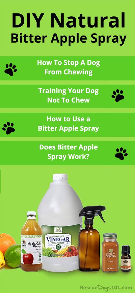 Bitter apple spray dogs homemade. Stop your dog from chewing on wood, shoes and more. #dogs #doghealth #dogdiy #homeremedy #naturaldog #dogtraining #rescuedogs101 Stop Dog Chewing Everything, No Chew Dog Spray Diy, Homemade Dog Spray, Puppy Chewing Spray, No Chew Spray For Dogs Diy, Bitter Spray For Dogs Diy, Diy Dog Chewing Deterrent, Bitter Apple Spray Dogs Homemade, Dog Chewing Stop