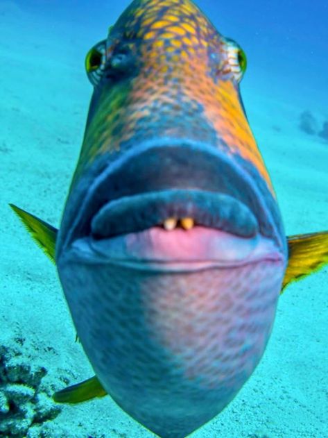 I Accidentally Shot This Photo While This Little Bastard Was Attacking Me. Triggerfish Are The Best Brown Hyena, Fish Photography, Tattoo Wallpaper, Fish Face, Nature Sea, Underwater Life, Trash Panda, Sea Animal, Wildlife Photos