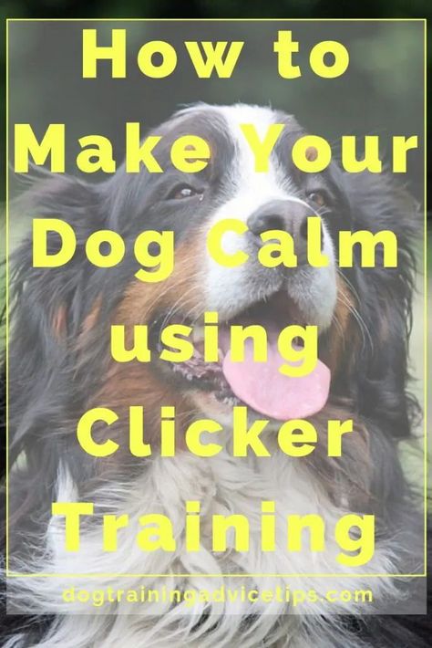 You have to train your dog to calm down in the presence of the things that distract them. Clicker training is one of the more effective methods of training. #positivedogtraining #dogtrainertools #dogtrainingvideos #dogtrainingtreats #puppytraining #puppytrainingtips #puppytrainingathome #puppytrainingforbeginners Puppy Hacks, Dog Clicker, Obedience Training For Dogs, Puppy Girls, Unique Dogs, Dog Clicker Training, Dog Agility Training, Therapy Dog Training, Dog Training Barking