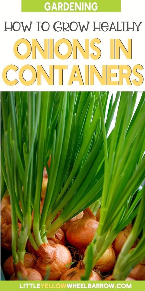 Onions In Containers, Onion Garden, Grow Onions, Growing Vegetables At Home, Types Of Onions, Growing Vegetables In Pots, Growing Onions, Fruit Bushes, Planting Onions