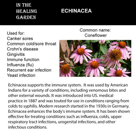 Goldenseal Benefits, Echinacea Tincture How To Make, Benefits Of Echinacea, Echinacea Infused Oil, Herb Chart, Echinacea Tea Benefits, Herbal Flowers, Echinacea Magical Properties, Echinacea Benefits