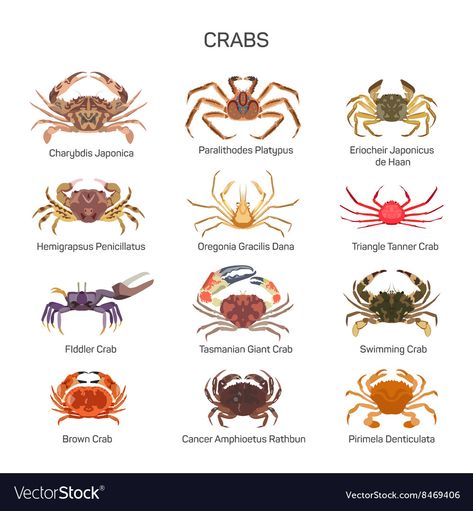 Crab Species, Crab Illustration, Camels Art, Sea Crab, Platypus, Crustaceans, New Thought, Animal Sketches, Icon Collection