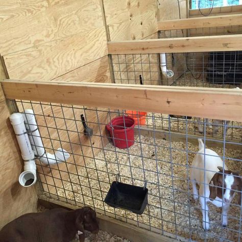 Goat pens Pig Pen Water Ideas, Goat Washing Station, Pig And Goat Pen Ideas, Lambing Pens Diy, Goat Collar Ideas, Goat House Pallets, Inside Goat House, Goat Pen Set Up, Sheep Lambing Pens