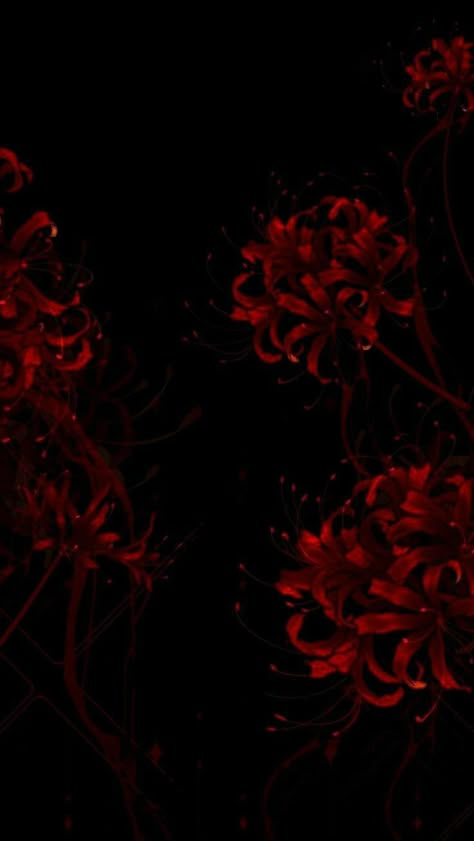 Dark Red And Black Wallpaper, Red And Black Wallpaper Aesthetic, Red Spider Lily Aesthetic, Red Spider Lily Wallpaper, Spider Lily Wallpaper, Red Flower Background, Lycoris Radiata, Spider Lilies, Blood Wallpaper