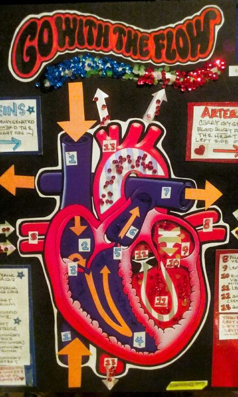 My Blood Flow Project #circulatorysystem Cardiovascular System Project Models, Health Career Display, Circulatory System Model, Respiratory System Projects, Charts For Classroom Decoration, Circulatory System Projects, Circulatory System Activities, Human Body Science Projects, Diy Prayer Board