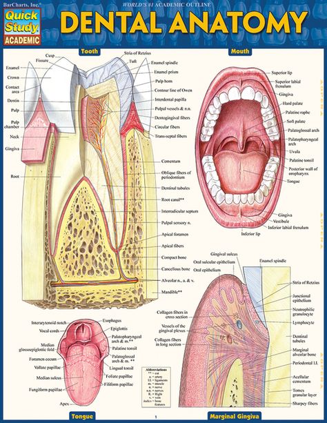 Free 2-day shipping on qualified orders over $35. Buy Dental Anatomy at Walmart.com Dental Assistant Study Guide, Anatomy Dental, Dental Notes, Dental Hygienist School, Dental Assistant Study, Dental Surgery Food, Dental Quotes, Dental Hygiene Student, Dental Images