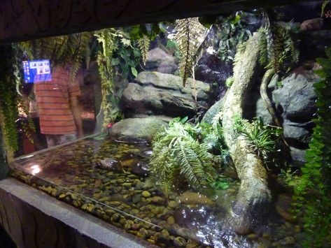 Caiman lizard enclosure Reptile Exhibit, Lizard Enclosure, Caiman Lizard, Lizard Terrarium, Lizard Habitat, Tank Terrarium, Water Terrarium, Animal Enclosures, Snake Terrarium