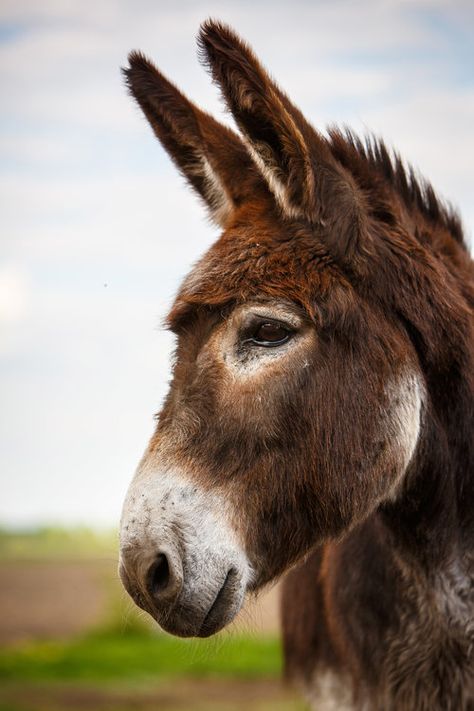 Donkey Images, Warmblood Horses, British Shorthair Kittens, Cute Donkey, A Donkey, Orange Tabby Cats, Work With Animals, Retriever Puppy, Arte Animal