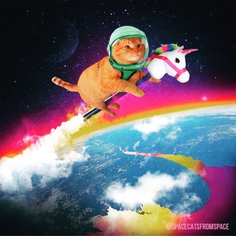 SPACE CATS! on Instagram: “This is @mochiexplores He is just your standard Earth cat. He’s really not supposed to be out in space. We don’t know how he escaped, we…” Internet Awesomesauce, Cats In Space, Cat In Space, Galaxy Cat, Space Photos, Space Cat, Kitty Kitty, Silly Pictures, In Space