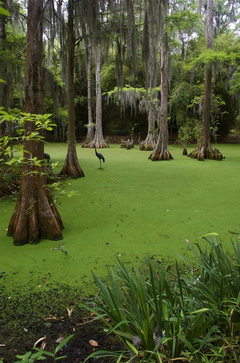 Louisiana Swamp, Louisiana Homes, Robin Hood, Scenery Wallpaper, Beautiful World, Mother Nature, Louisiana, South Carolina, Art Boards