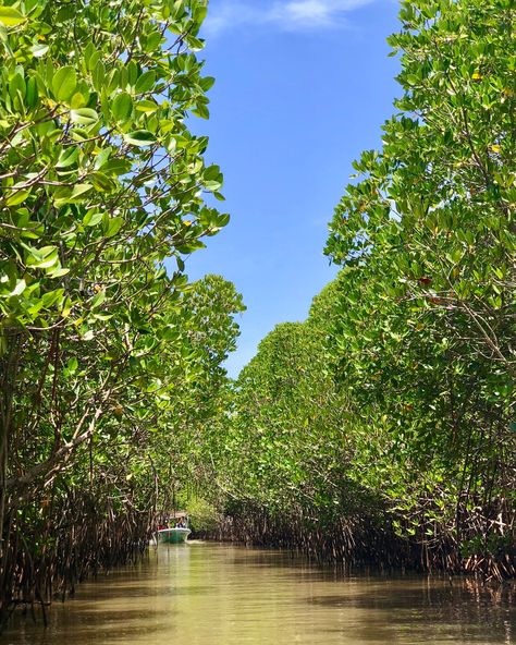 #Nithclicks #nature #photography #pondicherry #travelphotography Mangrove Forest Pondicherry, Mangrove Forest Photography, I Love Rain, Mangrove Forest, Love Rain, Pondicherry, Forest Photography, Shoot Ideas, Photo Shoot