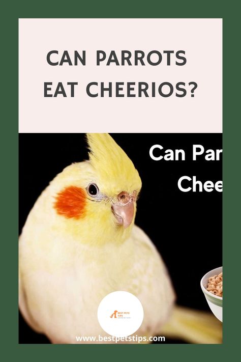 Parrots have a sensitive digestive system compared to other birds. Can parrots eat cheerios? All you need to know is addressed here. … Read more Sugar Free Cereal, Types Of Cereal, Honey Nut Cheerios, Honey Nut, Pet Hacks, High Fiber, Digestive System, Fun Snacks, Processed Food