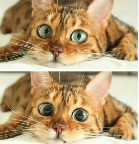 The pupils of a cats eye can drastically change in size. Cat Laying In Bed, Cat Pupils, Bed Photography, Laying In Bed, Cat Photography, Bengal Cat, Funny Cat Pictures, Cat Litter Box, Cat Diy