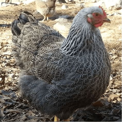 Top 12 Utterly Bizarre Chicken Breeds | PetHelpful Chicken Enclosure, Heritage Chicken Breeds, Heritage Chickens, Poultry Farming, Chicken Tractors, Fancy Chickens, Plymouth Rock, Raising Goats, Chicken Garden