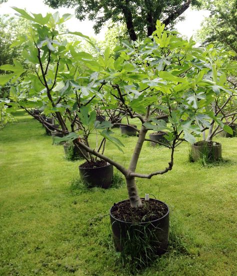 fig-trees Fig Trees In Pots, Fig Tree Landscaping, Fig Orchard, Growing Figs, Fig Tree In Pot, Growing Fig Trees, Cottage Landscaping, Small Fruit Trees, Fig Tree Plant