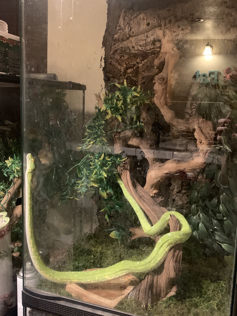 Big Snake Enclosure, Snake Tanks, Snake Cage, Reptile Rack, Bearded Dragon Setup, Snake Cages, Turtle Terrarium, Snake Terrarium, Snake Enclosure