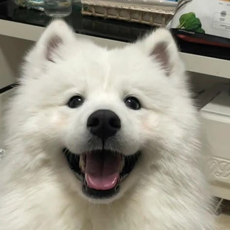 Samoyed Dogs Puppies, Samoyed Dogs Cute, Samoyed Aesthetic, Cute Samoyed, Samoyed Puppies, Cute Fluffy Puppies, Too Cute To Handle, Samoyed Dog, Samoyed Puppy