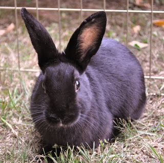 ~ Havana Rabbit ~ Havana Rabbit, Rabbit Breeds Types Of Bunnies, Best Meat Rabbit Breeds, Breeding Rabbits, Belgian Hare Rabbit, Harlequin Lop Rabbit, Colorful Fur Coat, Rabbit Stuff, Real Animals