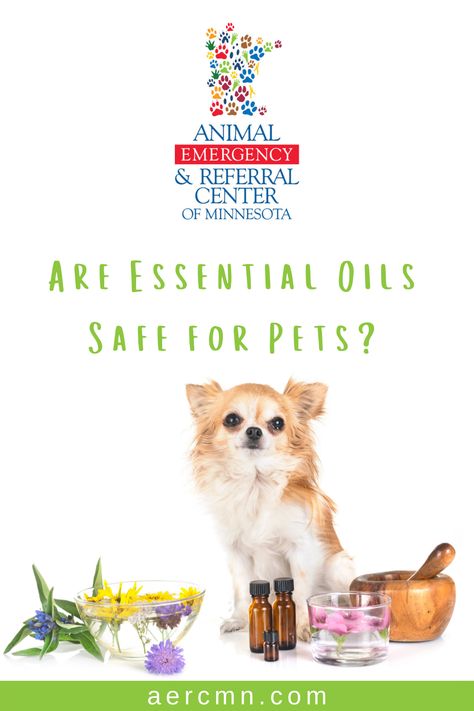 Animal Emergency & Referral Center of Minnesota answers questions about essential oils & if they are safe for pets & pet-friendly homes: https://aercmn.com/are-essential-oils-safe-for-pets/ #essentialoils #petsafety #pethealth #petdangers #pettoxins #emergencyvet #veterinary #aercmn Essential Oils For Dogs, Essential Oils Dogs, Heath Care, Are Essential Oils Safe, Essential Oils For Pain, Clove Essential Oil, Oils For Dogs, Cinnamon Essential Oil, Dog Essentials