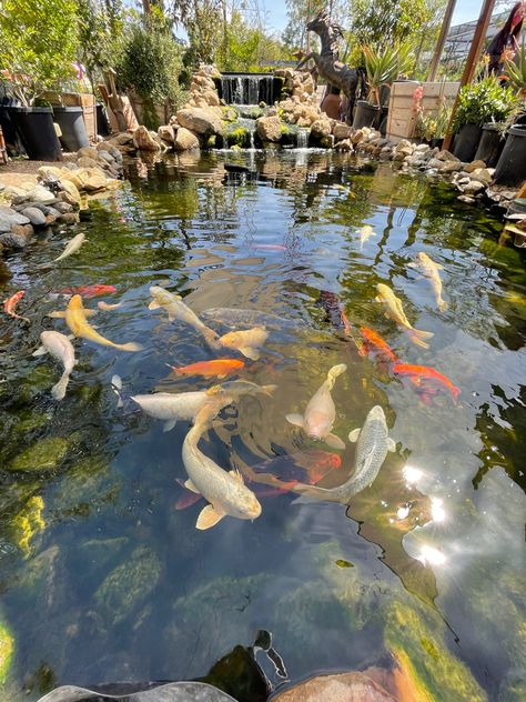 Pretty Pond Aesthetic, Pond With Koi Fish, Aesthetic Koi Pond, Koi Fish In A Pond, Japanese Tea House Koi Pond, Japan Holidays, Koi Fish Pond, Pond Water Features, Water Pictures