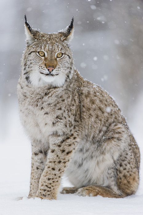 Lynx Kitten, Iberian Lynx, Lynx Lynx, Canada Lynx, Eurasian Lynx, Tattoo Nature, Snowshoes, Exotic Cats, Rare Animals