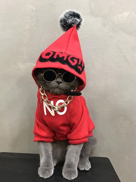 Street Style Cat Red Cotton Hoodie Fluffy Ball With Gold Chain Costume | Pawsmeme Cats In Hoodies, Cat With Hoodie, Kittens In Costumes, Beautiful Cats Pictures, Koci Humor, Cute Cat Wallpaper, Seni 3d, Cat Fashion, Red Cat