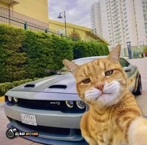 Awek Malay, Srt Dodge, Cars Camaro, Selfie Cat, Hellcat Srt, Cutest Cats Ever, Image Moto, Cat Profile, Funny Cat Wallpaper