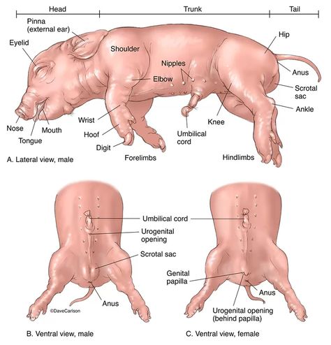 Fetal Pig - Surface Anatomy Genetics Illustration, Nervous System Parts, Pig Dissection, Surface Anatomy, Vet School Motivation, Veterinary Anatomy, Veterinarian Technician, Equine Veterinarian, Vet Tech School