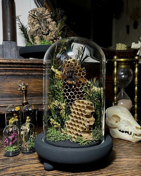 Oddities Display Ideas, Forestcore Decor, Gothic House Decor, Dark Academia Room Ideas, Oddities Decor, Boho Apartments, Insect Taxidermy, Cloche Decor, Bone Crafts