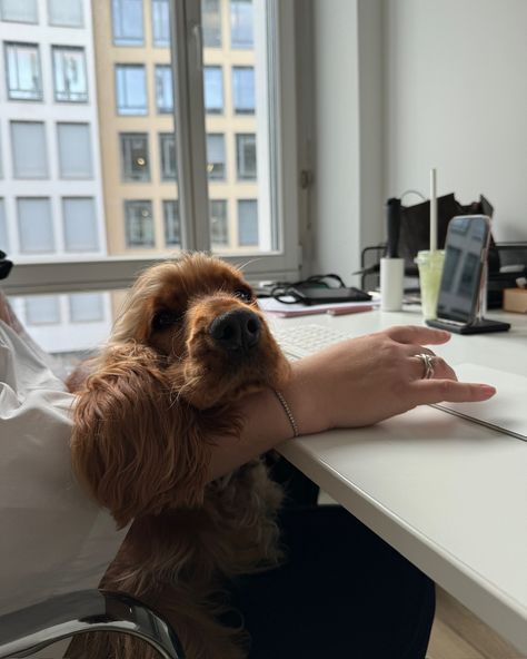 "Am I too big to be a lap dog?" - we don't think so ivy 🤍✨ #officedog #headofhappiness #office #dog #digitalmarketing #marketing #socialmediamarketing #socialmediamanager Office Dog, Lap Dogs, Dog Photos, Ivy, Vision Board, Digital Marketing, Marketing, Dogs, On Instagram