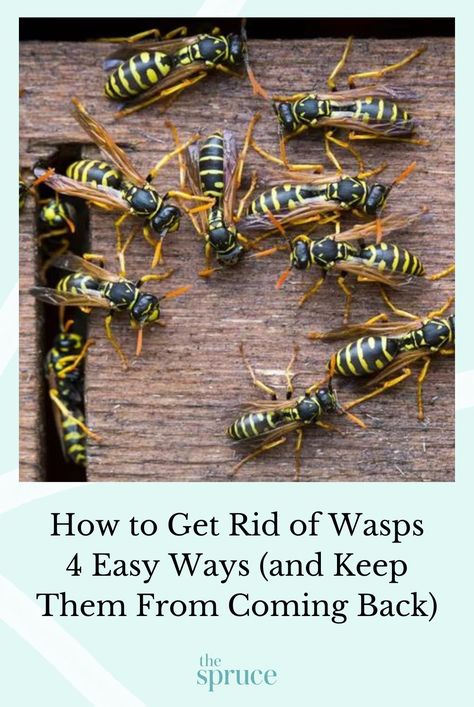 Whether you're facing one pesky wasp's nest or an infestation, follow this guide to learn how to get rid of wasps at your home and keep them away. #diypestcontrol #pestcontrol #diywasptrap #gardeningadvice #houseplanthacks #howtogrow #indoorflowers #plantparenttips #thespruce How To Get Rid Of Wasps Nest, Get Rid Of Wasps Outside, Kill Carpenter Ants, Fake Wasp Nest, Yellow Jacket Wasp, Getting Rid Of Bees, Red Wasps, Wasp Repellent, Get Rid Of Wasps