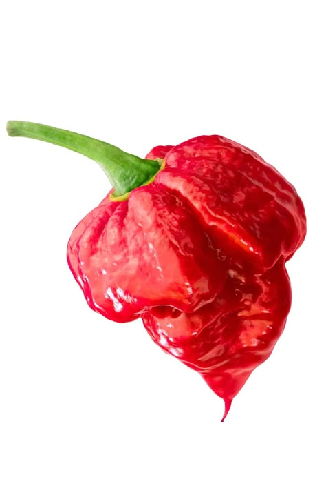 Trinidad Scorpion Pepper Scorpion Pepper Hot Sauce, Types Of Chili Peppers, Trinidad Scorpion, Pickled Jalapeno Peppers, Hot Sauce Recipe, Hot Sauce Recipes, Ghost Peppers, Habanero Peppers, Pepper Plants