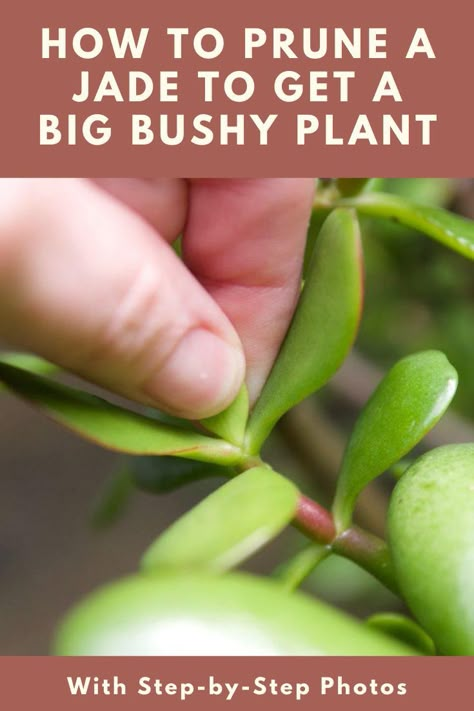 Here's how to correctly prune your jade plant to get a giant bushy plant rather than a tall, spindly tree. Jade Plants Care, Tall House Plants Indoor, Prune Jade Plant, Propagating Jade Plants, Jade Plant Propagation, Jade Plant Pruning, Bushy Plants, Jade Plant Care, Pruning Plants