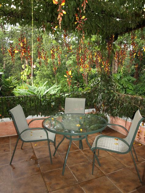 Thunbergia mysorensis dangling climbing vines. I saw these in our Hotel in Antigua, Guatemala. Must have this for my future Pergola! Thunbergia Mysorensis Pergola, Thunbergia Mysorensis, Inside Garden, Sun Porch, Climbing Vines, Caribbean Vacations, Outdoor Inspirations, Caribbean Sea, Blue Water